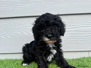 Cavapoo dogs Cavapoo F1b LAST ONE Black & White (Male) - Advert 11