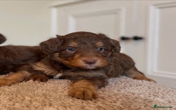 Bordoodle dogs for sale: OUTSTANDING *TRI COLOUR* MINIATURE BORDOODLES - Image 19