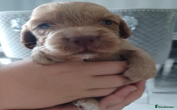 Cocker Spaniel dogs for sale: Kc registered cocker spaniel puppies - Image 20