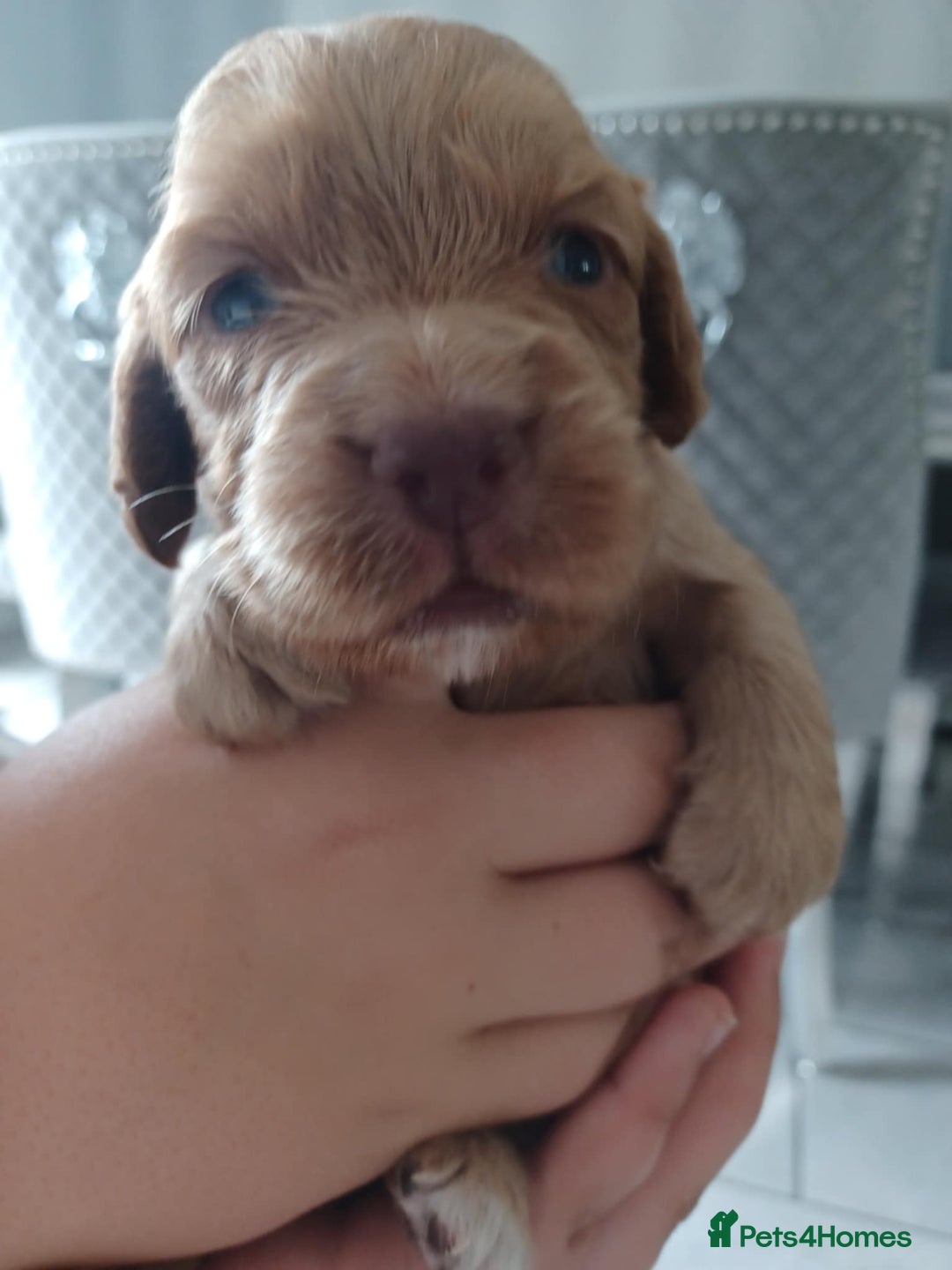 Cocker Spaniel dogs for sale: Kc registered cocker spaniel puppies - Image 20