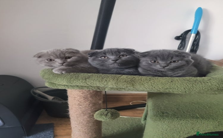 Scottish Fold cats - Advert 13