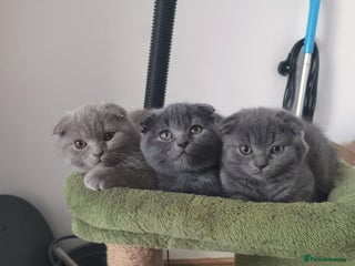 Scottish Fold cats - Advert 11