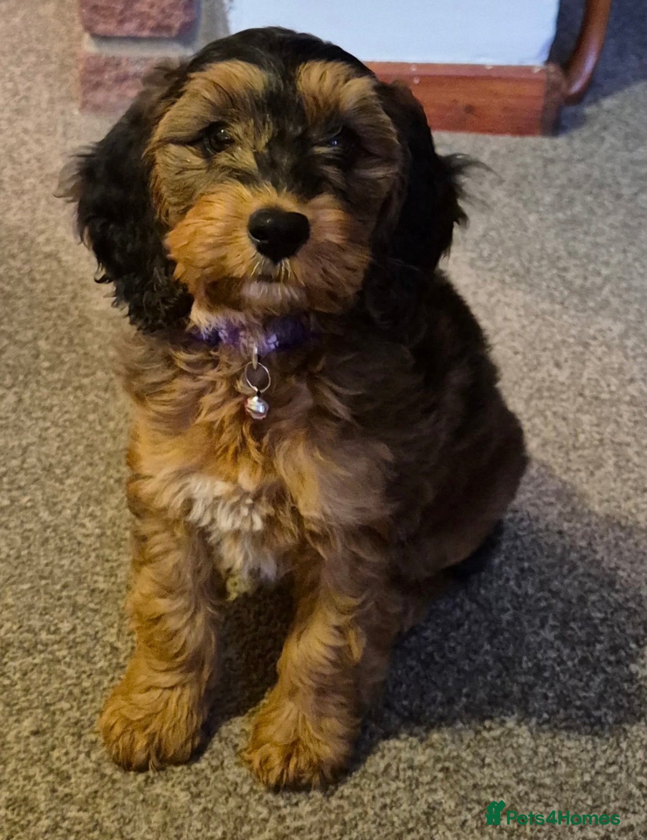 Cockapoo dogs 2 babies available. F1 full dna clear.  - Advert 2