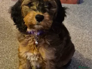 Cockapoo dogs 2 babies available. F1 full dna clear. - Advert 11