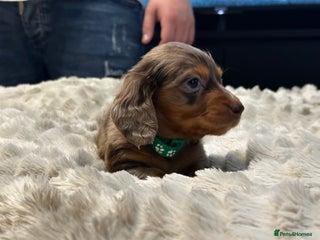 Miniature Dachshund dogs Last Kc Registered Miniature Dachshund male - Advert 1