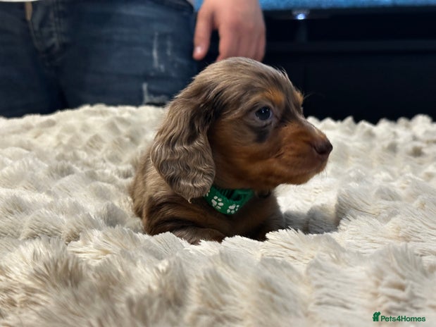 Miniature Dachshund dogs Last Kc Registered Miniature Dachshund male - Advert 2