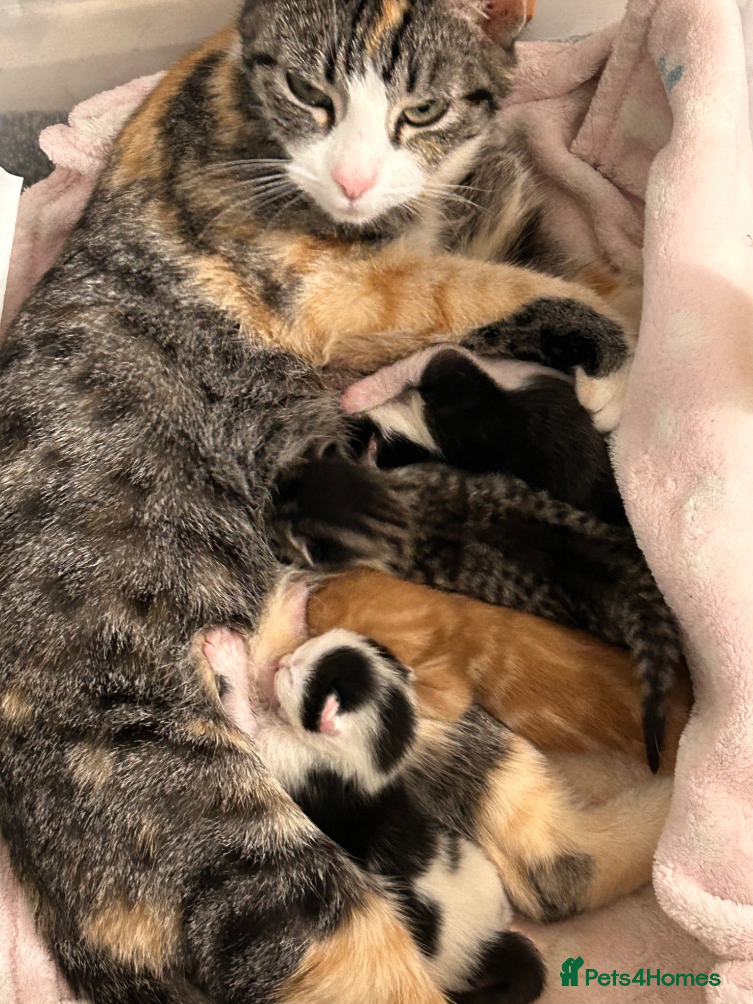 Mixed Breed cats Beautiful Kittens Looking for Forever Homes 🐱❤️ - Advert 2