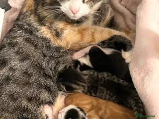 Mixed Breed cats Beautiful Kittens Looking for Forever Homes 🐱❤️ - Advert 2