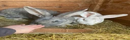 Continental Giant rabbits for sale: Friendly Bonded pair - Advert 4