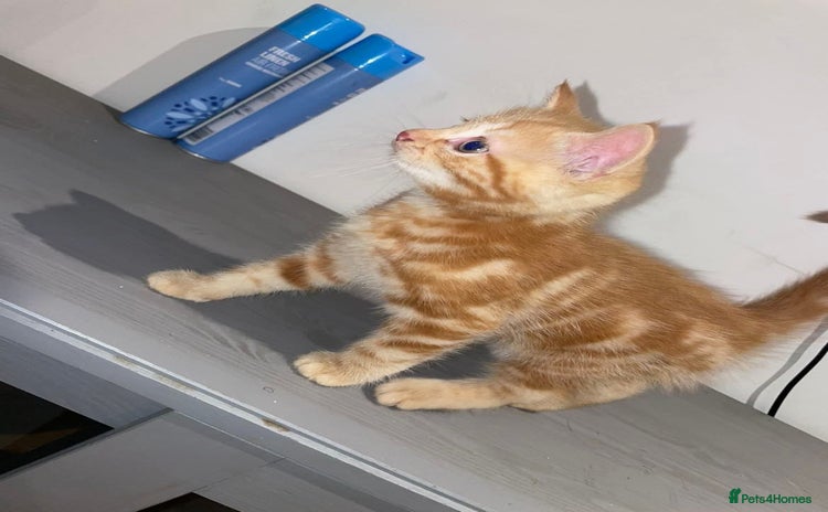 Ocicat cats - Advert 1