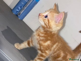 Mixed Breed cats - Advert 36