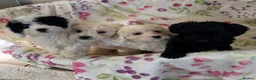 Cockapoo dogs for sale: Beautiful cockapoo - Advert 4