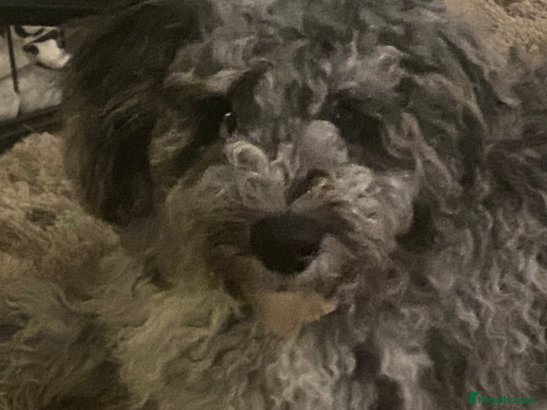 Cockapoo dogs for sale: F2 Cockapoo - Image 5