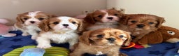 Cavalier King Charles Spaniel dogs for stud: KC Reg for STUD Health Tested Excellent Pedigrees  in Nottingham - Advert 21