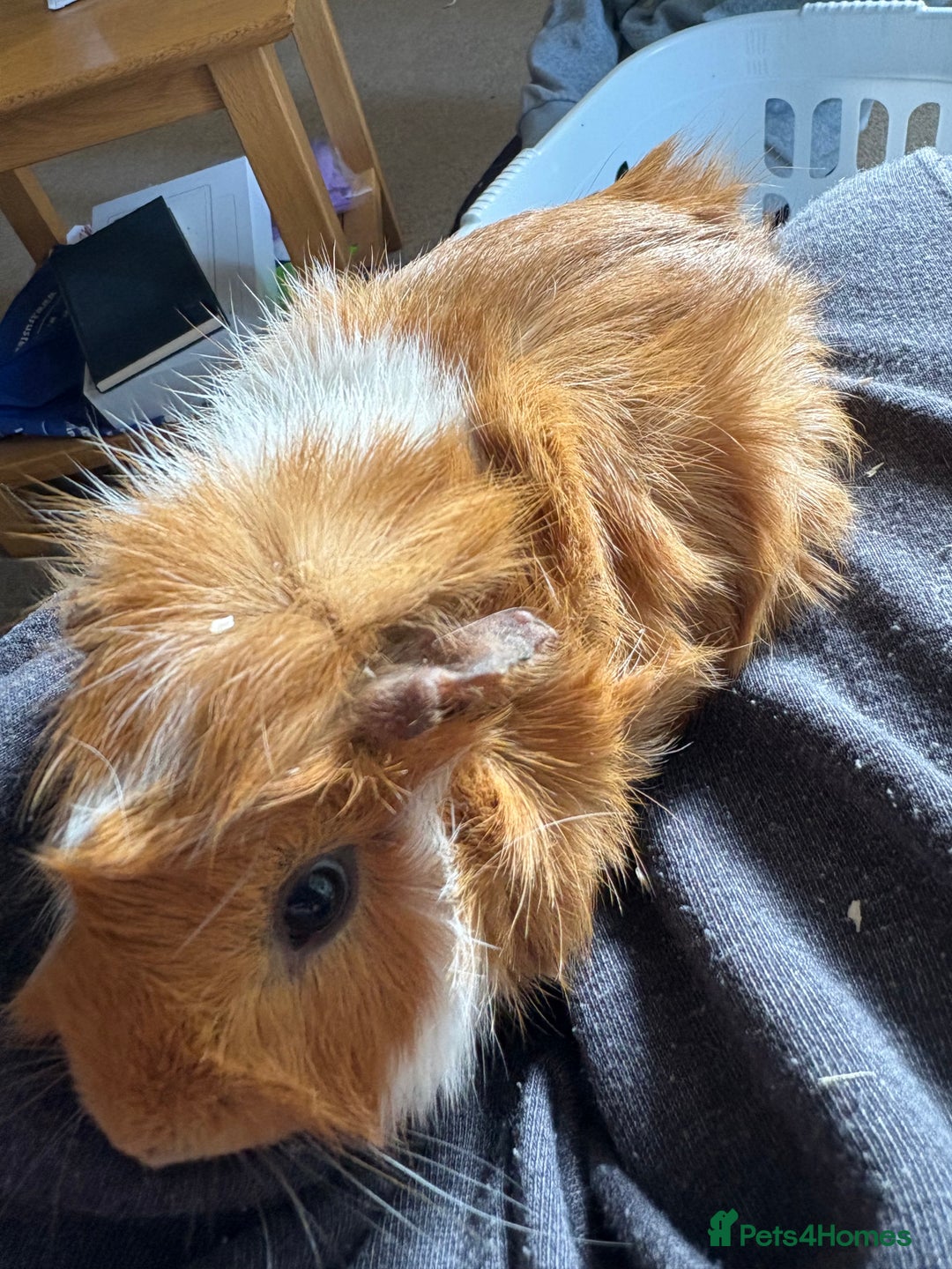 Guinea Pig rodents for sale: Male Guinea pigs for a good home  - Image 19