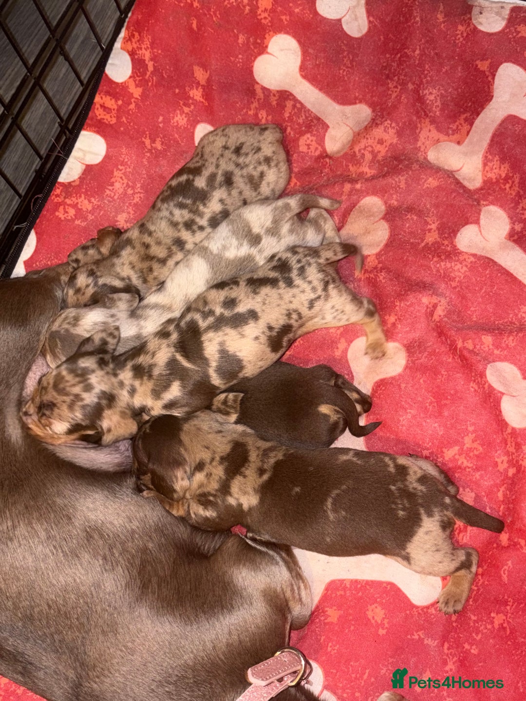 Miniature Dachshund dogs for sale: 🐾 Miniature Dachshund Puppies KC Registered  - Advert 5