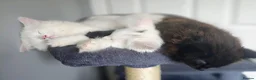 Mixed Breed cats for sale: Little cuties - Advert 22