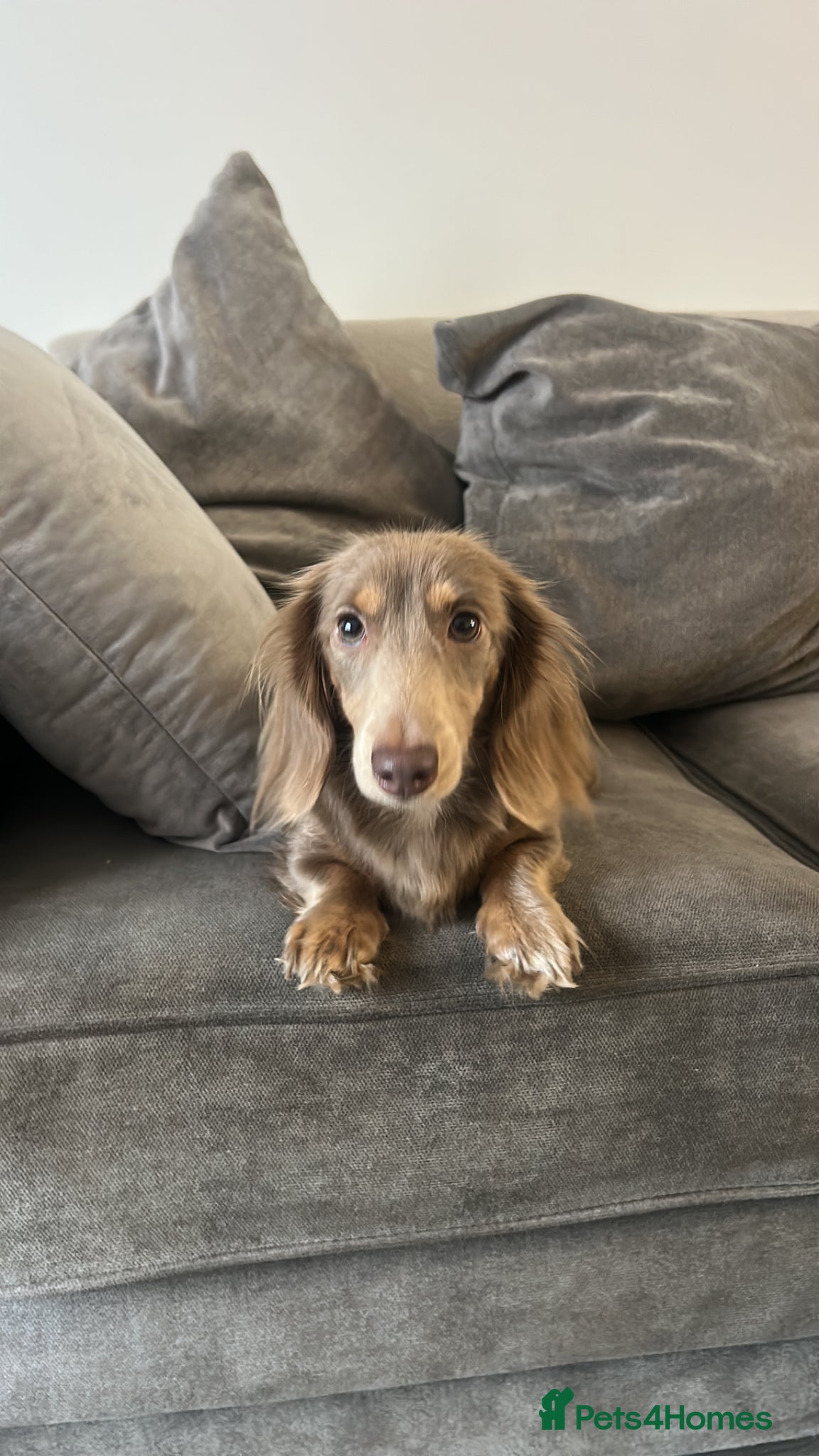 Miniature Dachshund dogs 4x male full kc minature smooth haired  - Advert 1