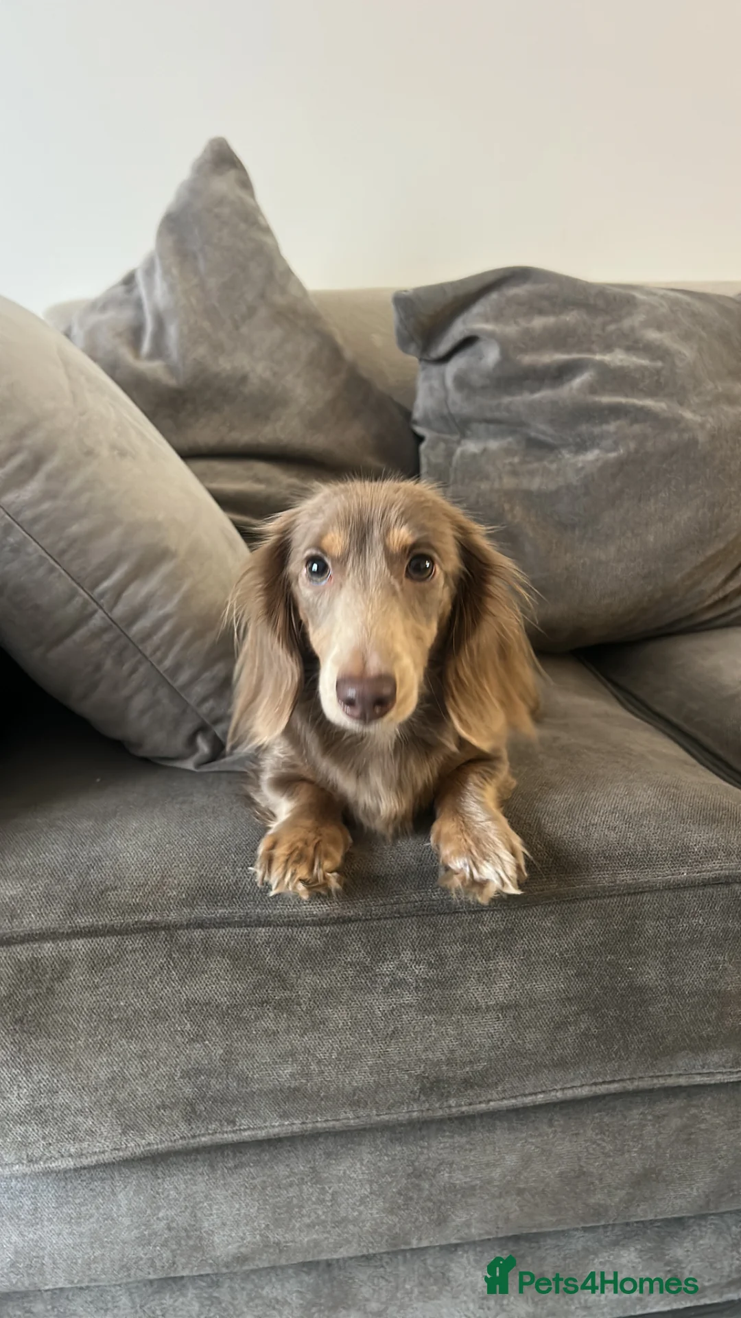 Miniature Dachshund dogs for sale: 4x male full kc minature smooth haired  in Bristol - Advert 1