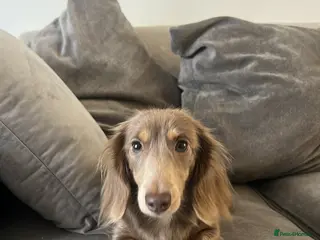 Miniature Dachshund dogs 4x male full kc minature smooth haired - Advert 1