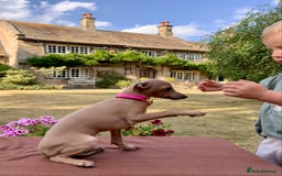 Italian Greyhound dogs for sale: Italian greyhound puppies KC reg. European lineage - Image 4