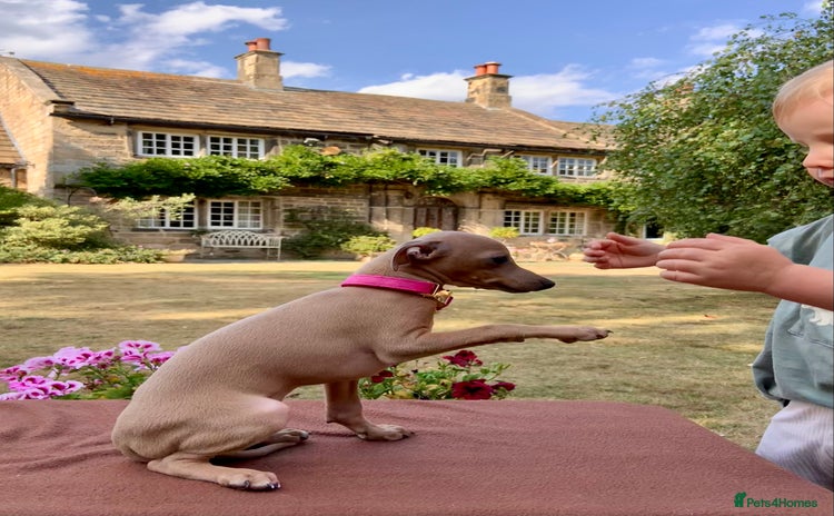 Italian Greyhound dogs - Advert 12