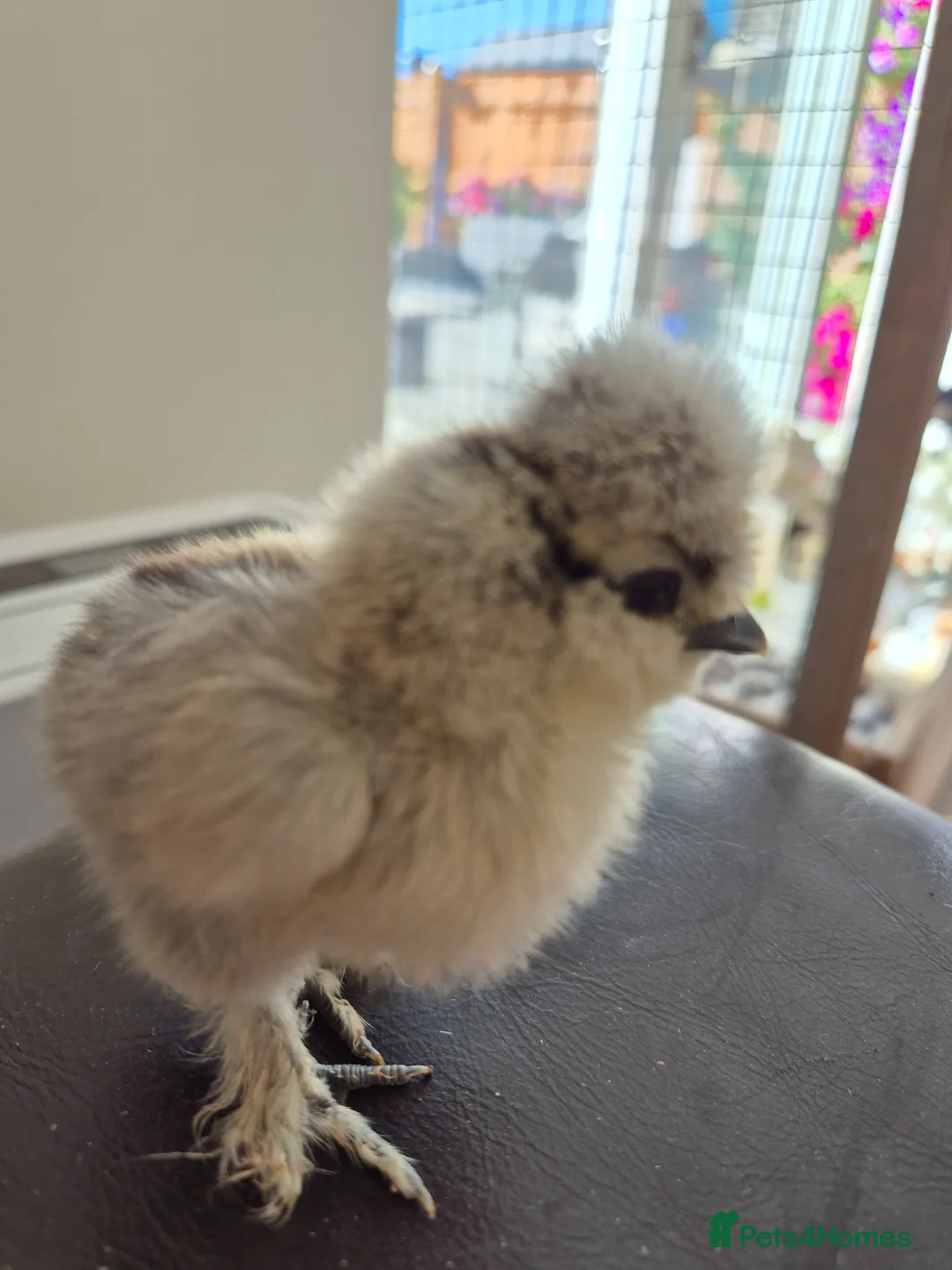 Chickens poultry for sale: Chickens - hatching eggs and chicks - Advert 2