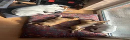 Mixed Breed dogs for sale: 3 chunky staffy crosses  - Advert 7