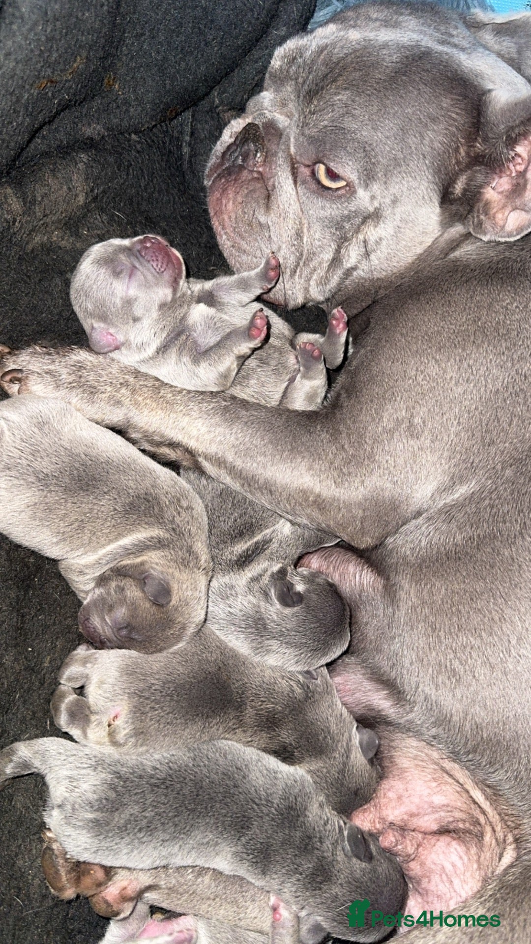 French Bulldog dogs French bulldog puppies  - Advert 1