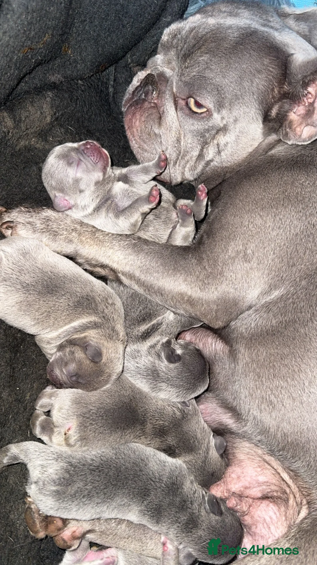 French Bulldog dogs for sale: French bulldog puppies  - Advert 1