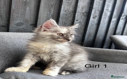 Maine Coon cats for sale: Maine coon girls - Image 7