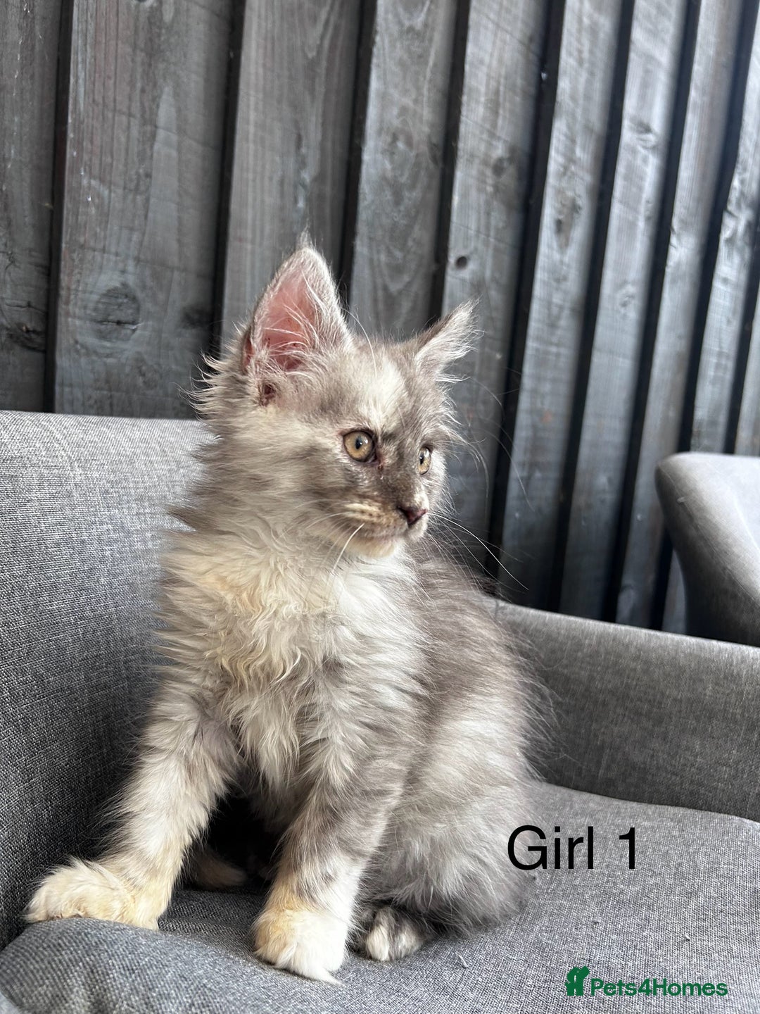 Maine Coon cats for sale: Maine coon girls - Image 7