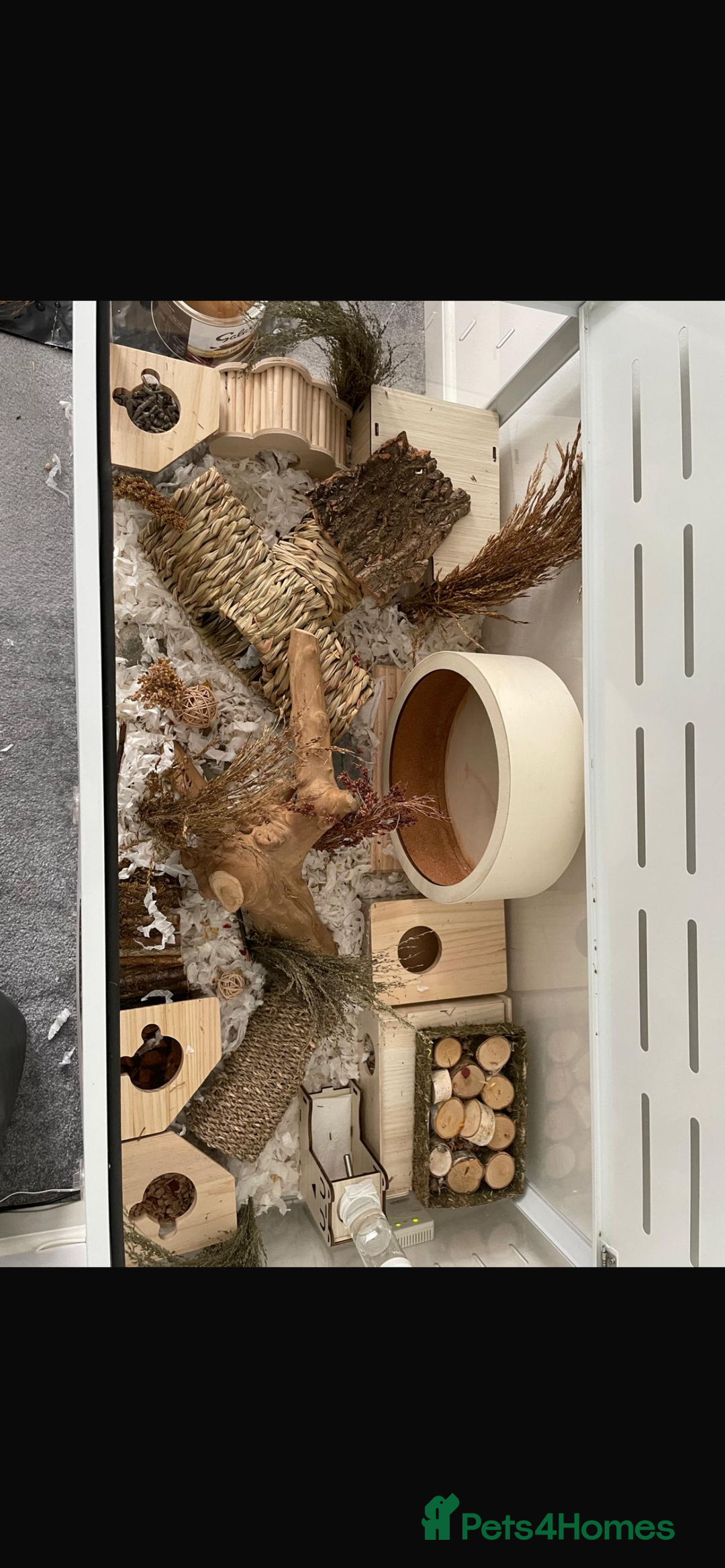 Hamster rodents for sale: Male Syrian Hamster 4 Months Bucatstate included - Advert 5