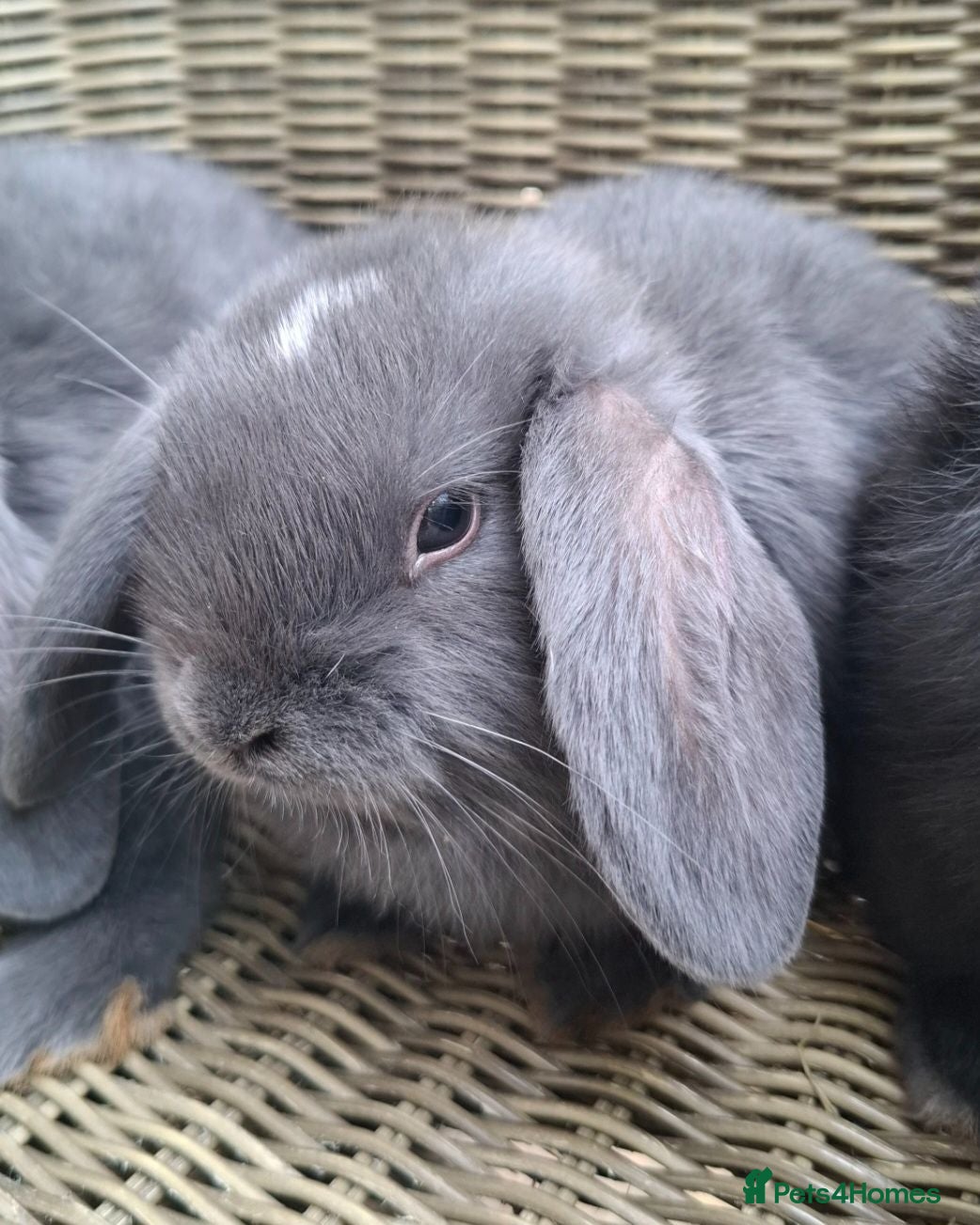 Mini Lop rabbits Bundle of fluffs ready to be reserved - Advert 2