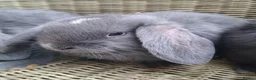 Mini Lop rabbits for sale: Bundle of fluffs ready to be reserved - Advert 1