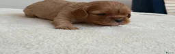 Cavalier King Charles Spaniel dogs for sale: Beautiful Cavalier King Charles Spaniel Puppies in Hitchin - Advert 8