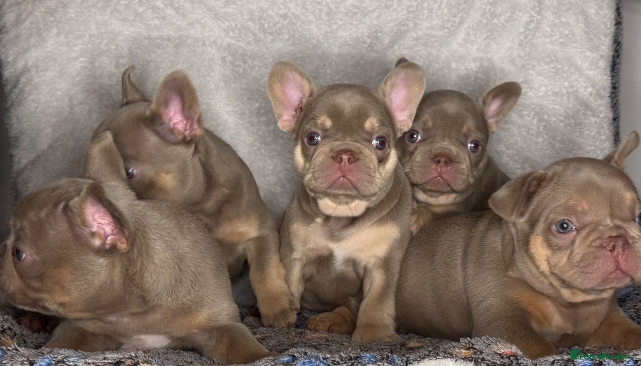 French Bulldog dogs KC Registered French Bulldog Puppies - Advert 1