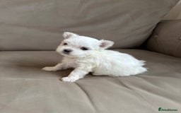 Maltese dogs for sale: Updated 24/07 KC Reg tiny Korean Maltese Puppies. in Ware - Image 11