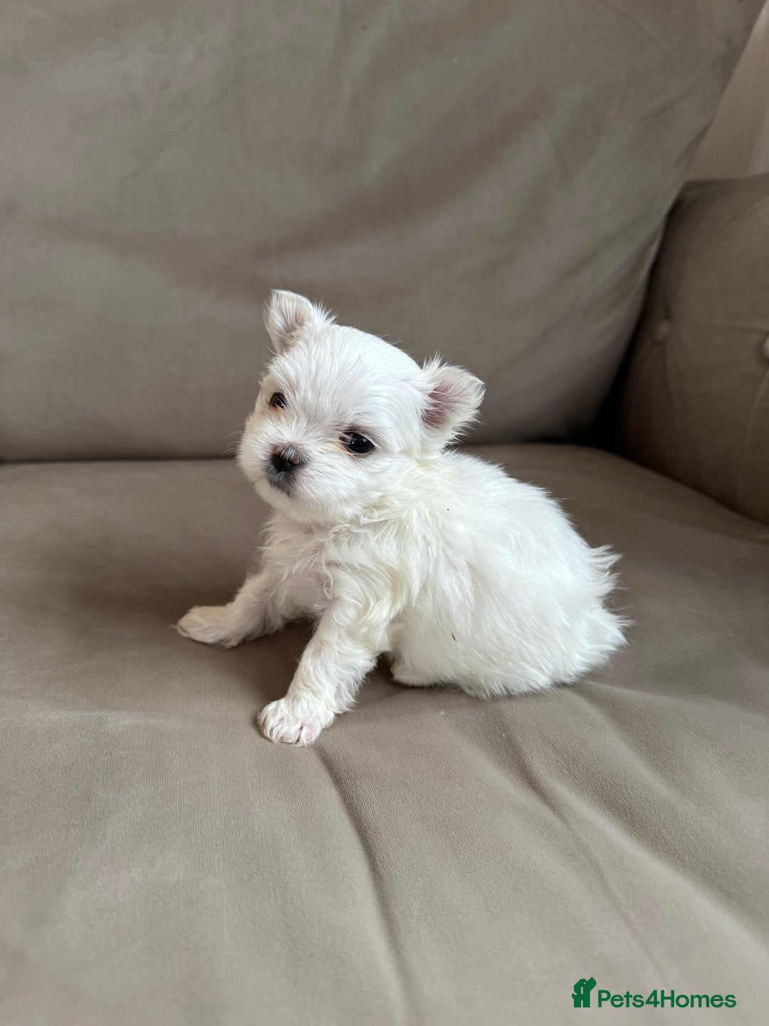 Maltese dogs for sale: Updated 24/07 KC Reg tiny Korean Maltese Puppies. in Ware - Image 11