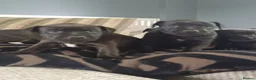 Patterdale Terrier dogs for sale: Stunning patterdale terriers  - Advert 4
