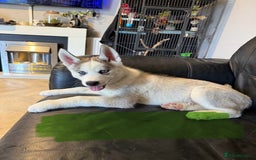 Siberian Husky dogs for sale: Siberian husky - Image 2