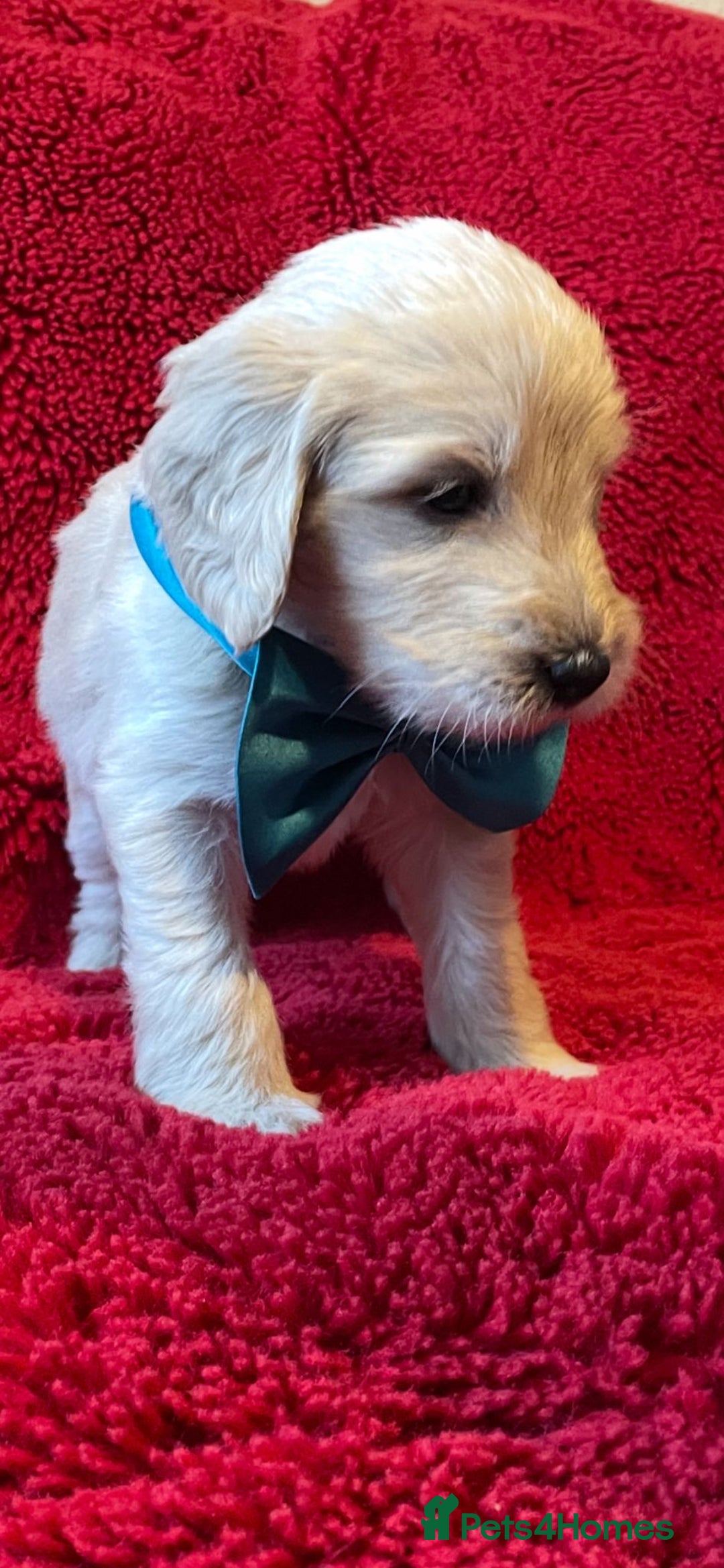Double Doodle dogs for sale: Beautiful Double Doodles puppies  - Image 4