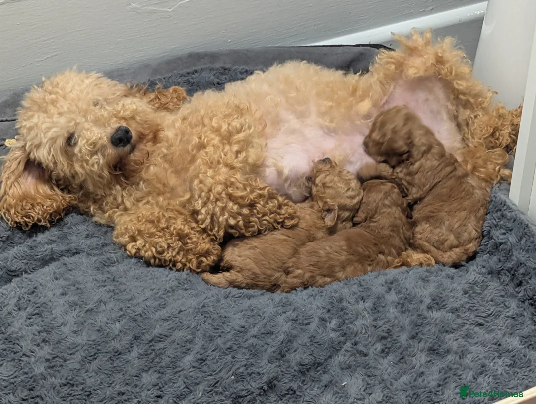 Mixed Breed dogs for sale: 🐩Asian Line Poodles-Fox Red, Apricot 🐩  - Advert 13