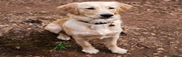 Golden Retriever dogs for stud: Proven Golden retriever - KC registered in Cardiff - Advert 6