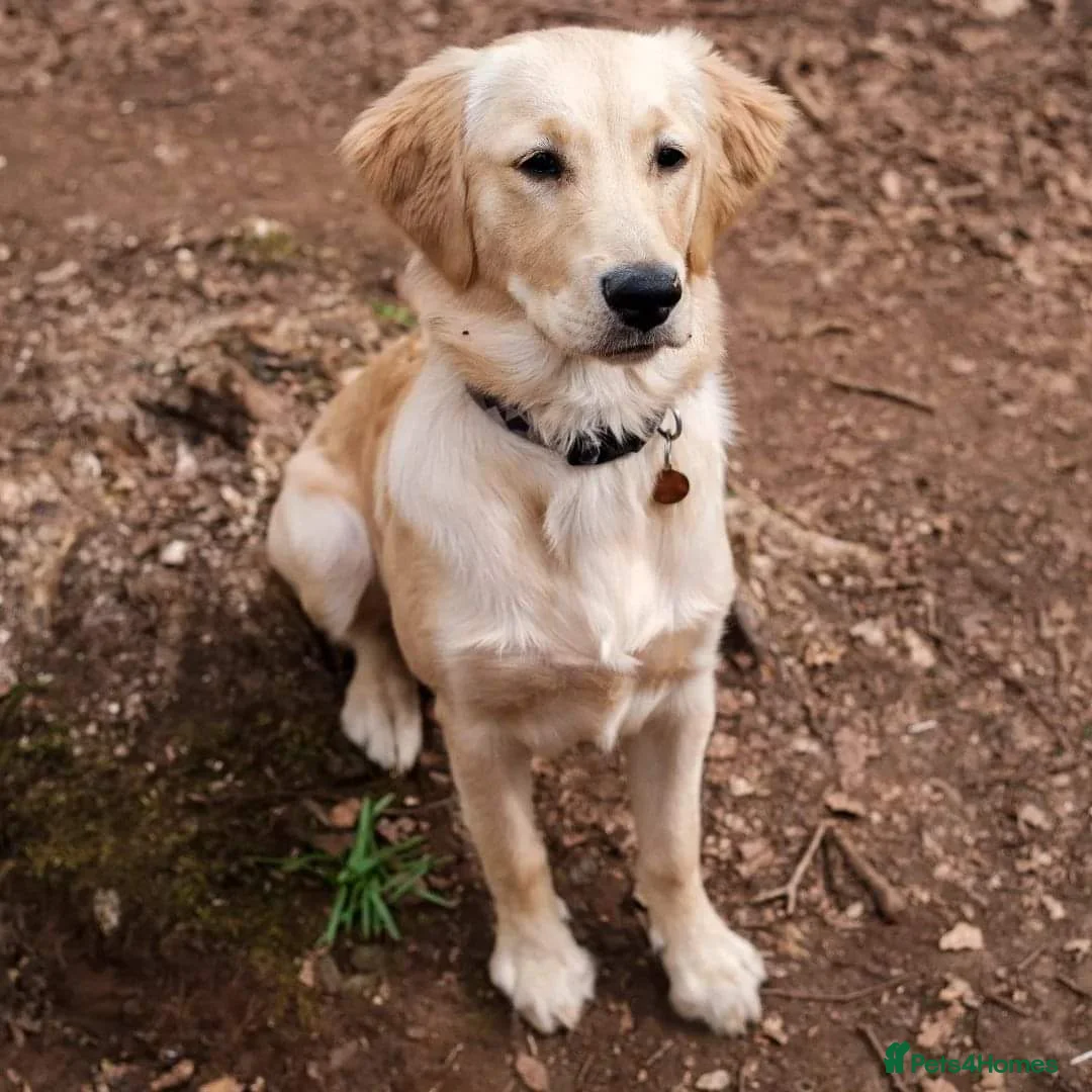 Golden Retriever dogs for stud: Proven Golden retriever - KC registered in Cardiff - Advert 6