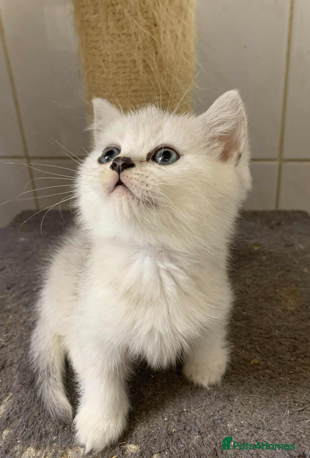 British Shorthair cats BSH Stunning rare Shaded - Advert 1