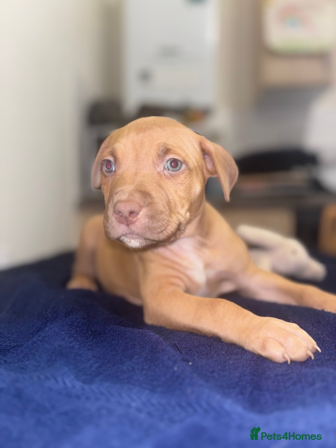 Mixed Breed dogs for sale: Staff puppies for sale!!!!! Weened and Ready now!! - Image 4