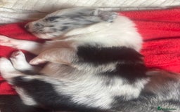 Border Collie dogs for sale: Fluffy long coat Blue merle border collie puppies - Image 7