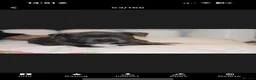Staffordshire Bull Terrier dogs for sale: Blue staff puppies  - Advert 10