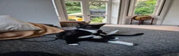Domestic Shorthair cats for sale: Black and white (tuxedo) shorthaired  - Advert 8